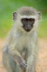 animal_essence_monkey