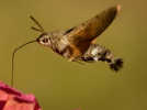 hawk-moth